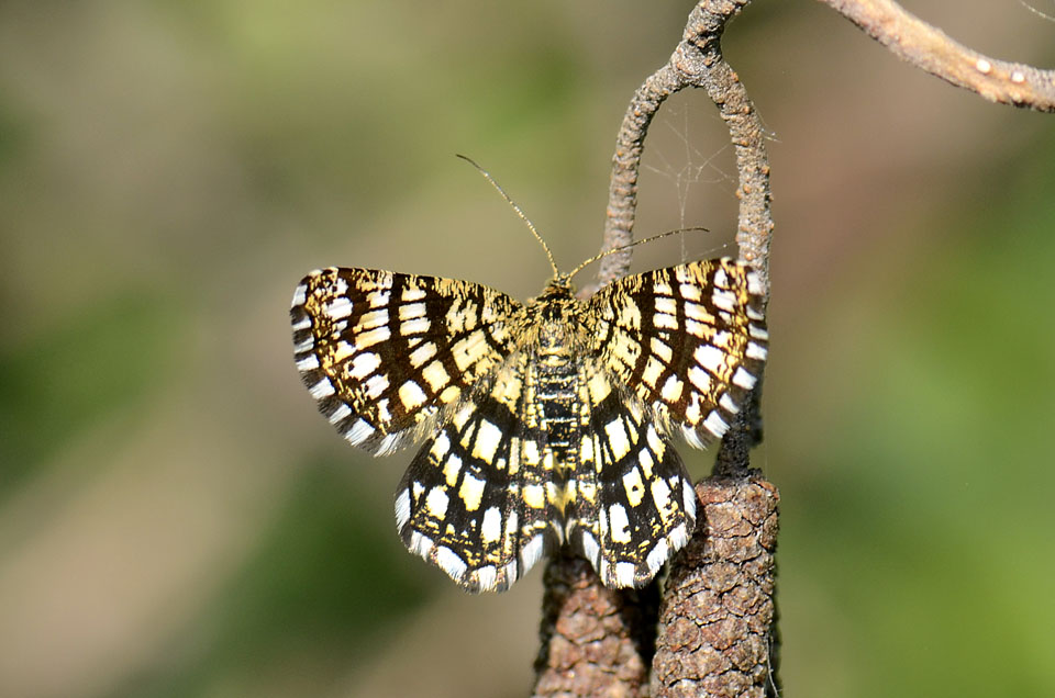 Chiasmia clathrata, dorata